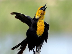 קול ההיגיון הפנימי - עורכת לשונית