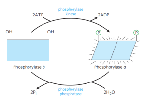 אנזים פעיל 1